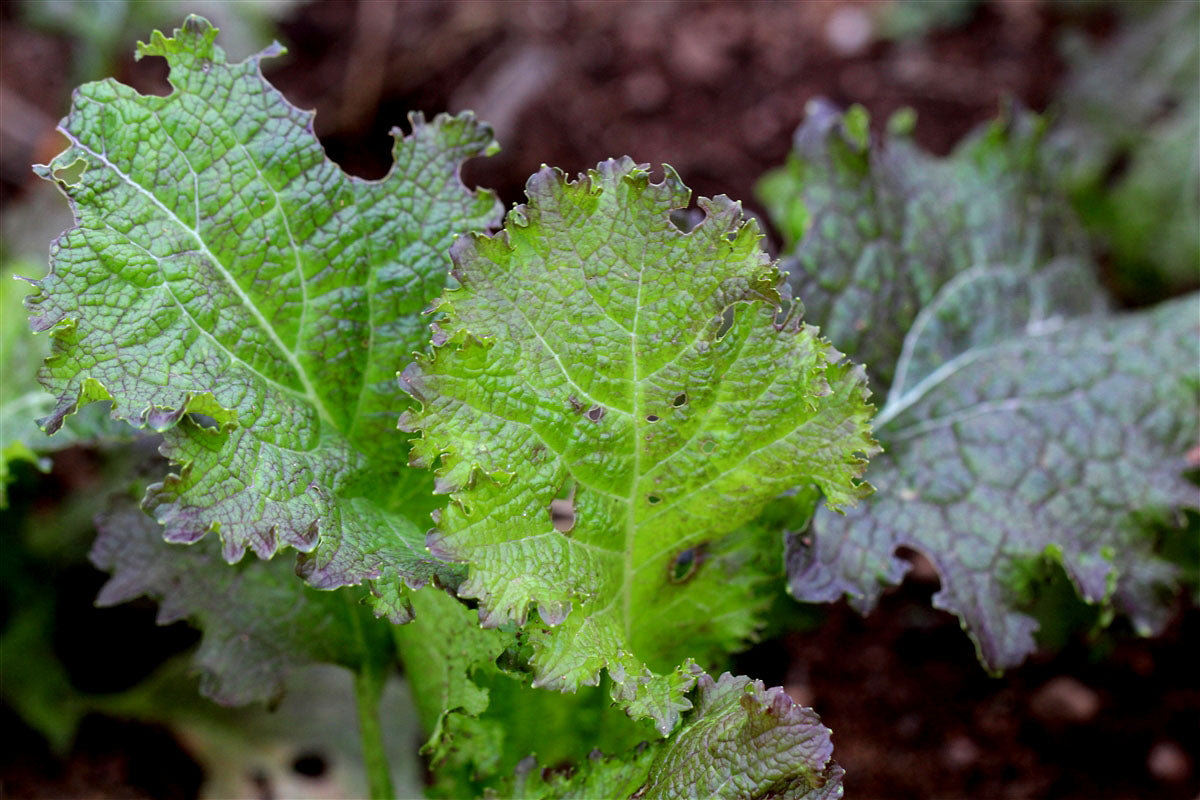 MUSTARD GREENS 'Magma'