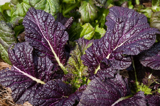 MUSTARD GREENS 'Osaka Purple'
