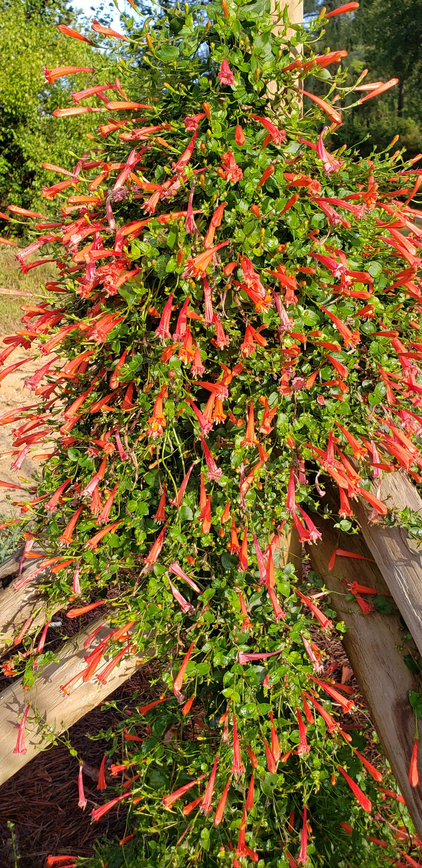 Manettia cordifolia --Brazilian Firecracker Vine--