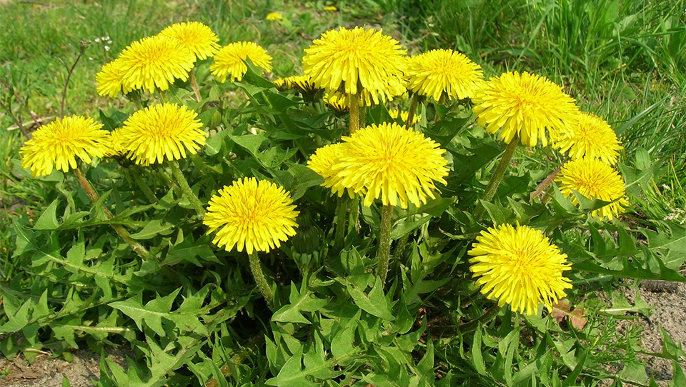 DANDELION GREENS --Taraxacum officinale--