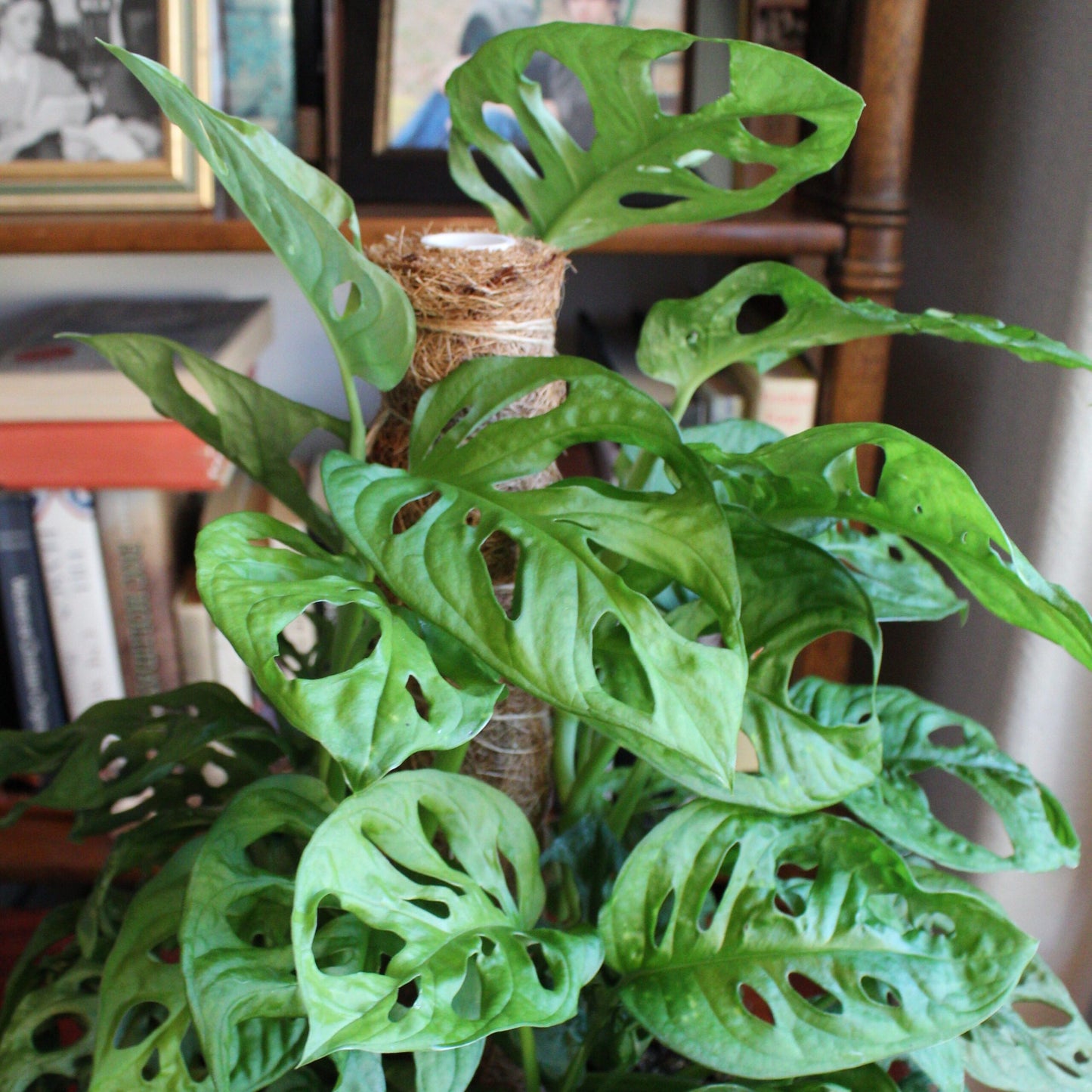 Monstera adansonii --Swiss Cheese Vine--