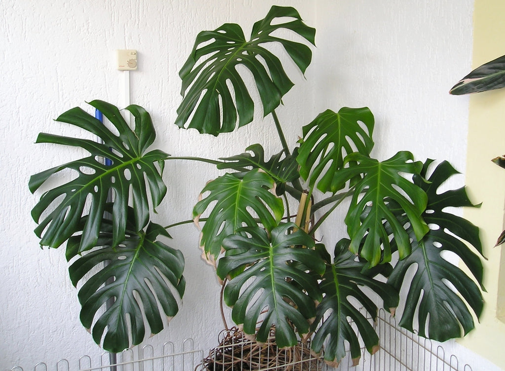Monstera deliciosa --Swiss Cheese Plant--