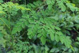 MORINGA --Moringa oleifera--