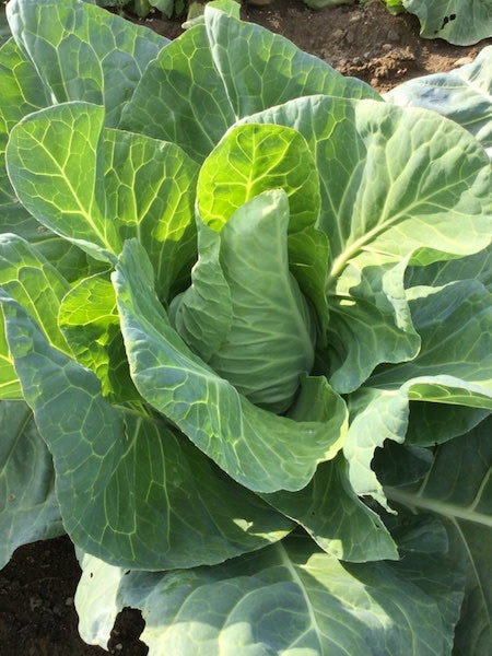 CABBAGE 'Murdoc Green'