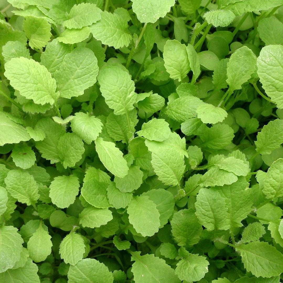 MUSTARD GREENS 'Tendergreen'