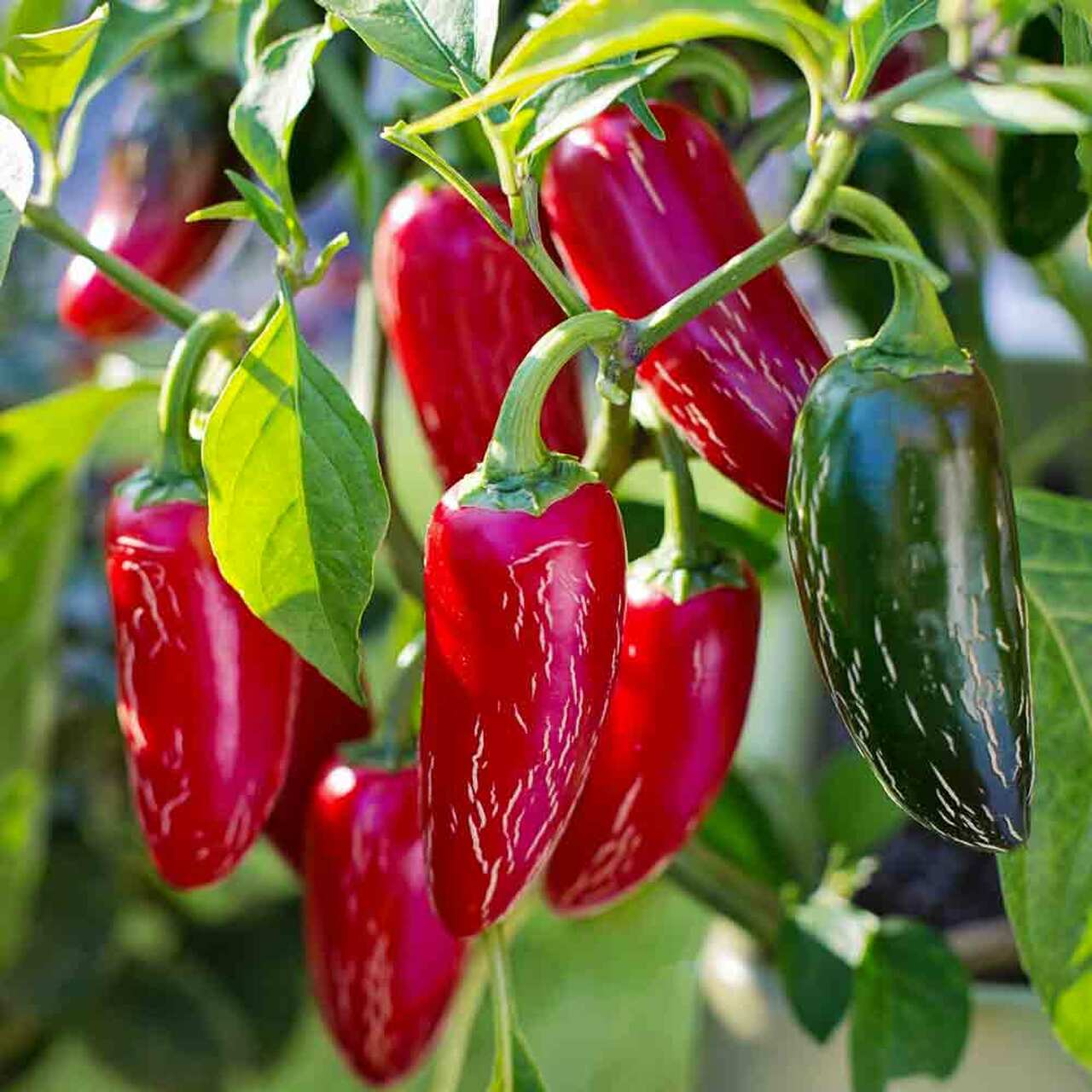 PEPPER 'Nadapeño'
