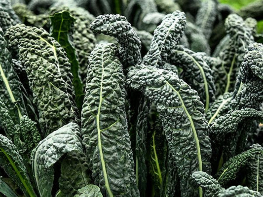 KALE 'Nero di Toscana Dinosaur'