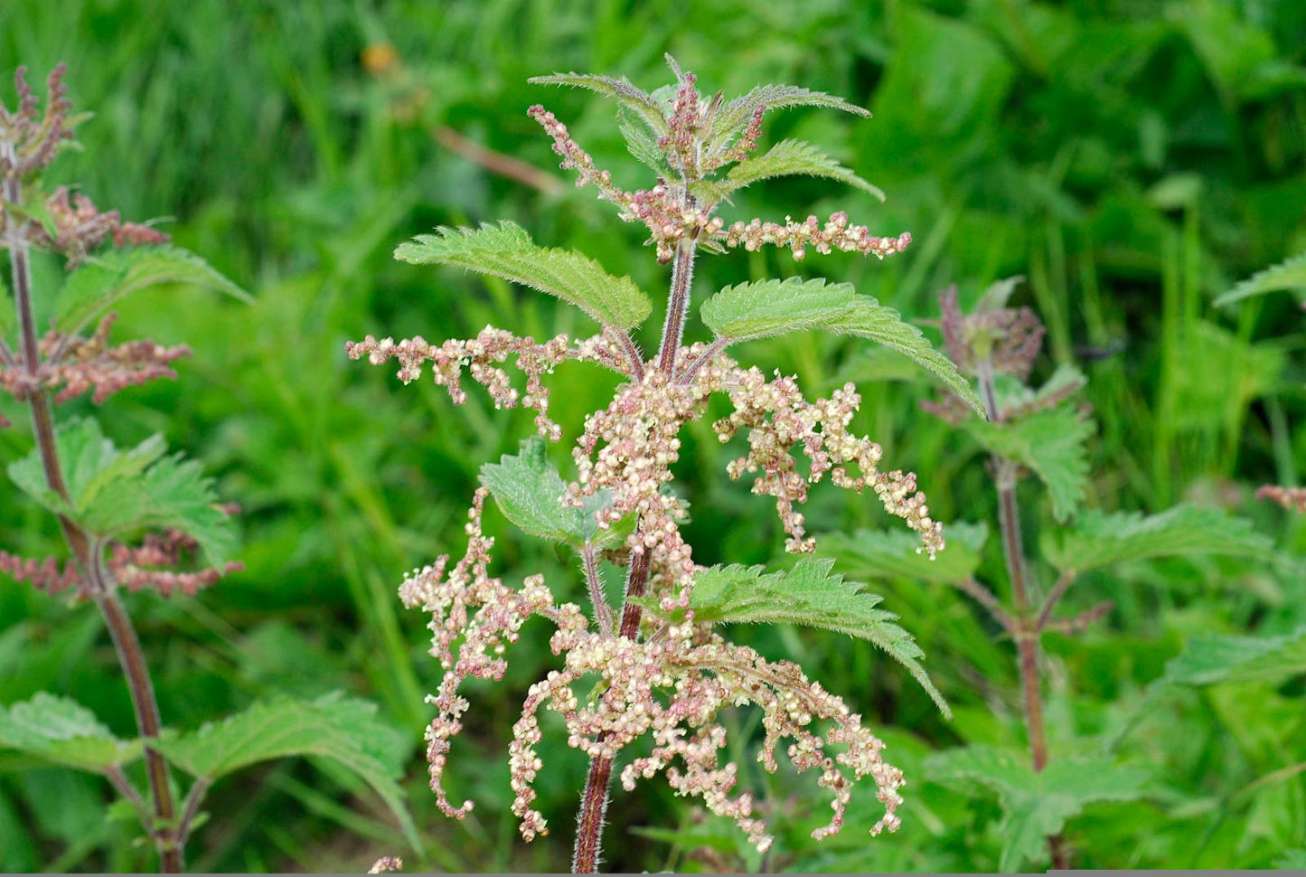 NETTLE 'Stinging' --Urtica dioica-- *CAUTION* GLOVES RECOMMENDED