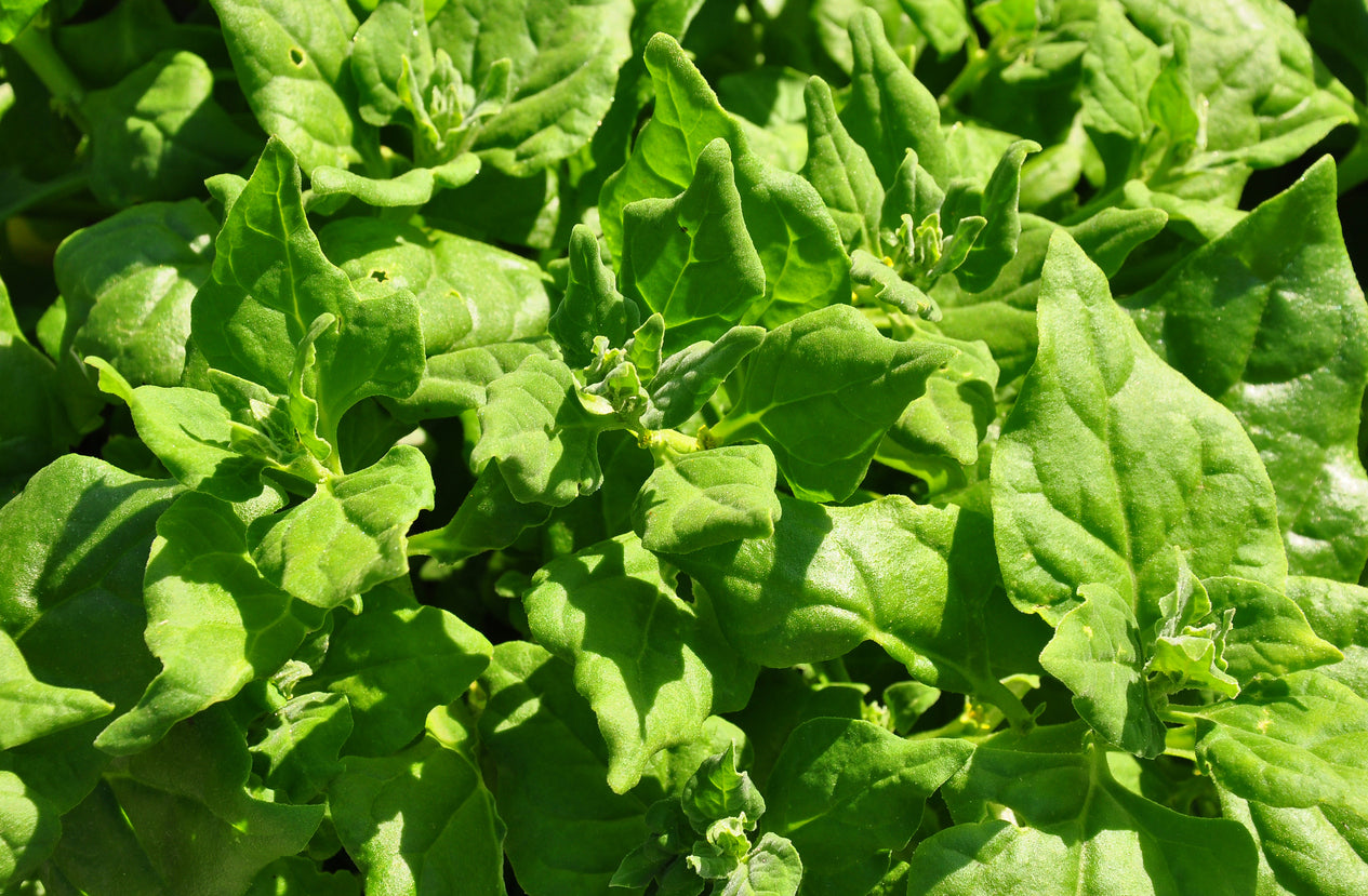 SPINACH 'New Zealand' --Tetragonia tetragionoides--