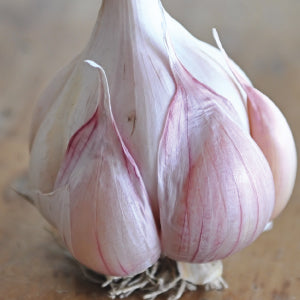 GARLIC 'Nootka Rose' --Allium sativum--