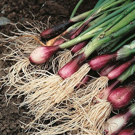 ONION 'Apache' --Allium fistulosum--