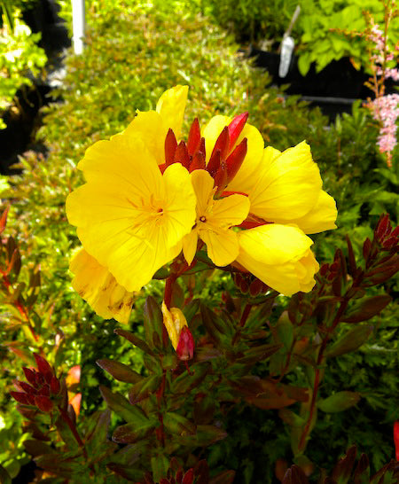 Oenothera fruticosa 'Fireworks' --Narrowleaf Evening Primrose--
