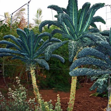 list of tropical succulents KALE 'Old Growth Palm'