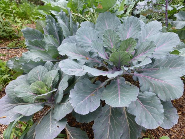 COLLARDS 'Ole Timey Blue'