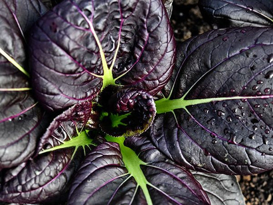 ASIAN GREENS 'Purple Lady Bok Choy'