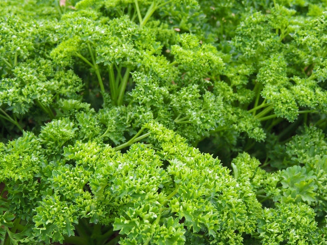 PARSLEY 'Forest Green' --Petroselinum crispum--