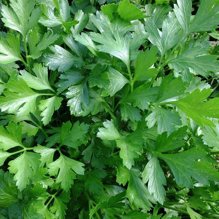 PARSLEY 'Giant Italian' --Petroselinum crispum--