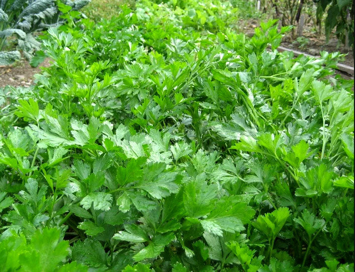 PARSLEY 'Gigante d'Italia' --Petroselinum crispum--