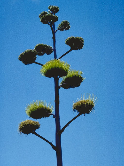 Agave americana