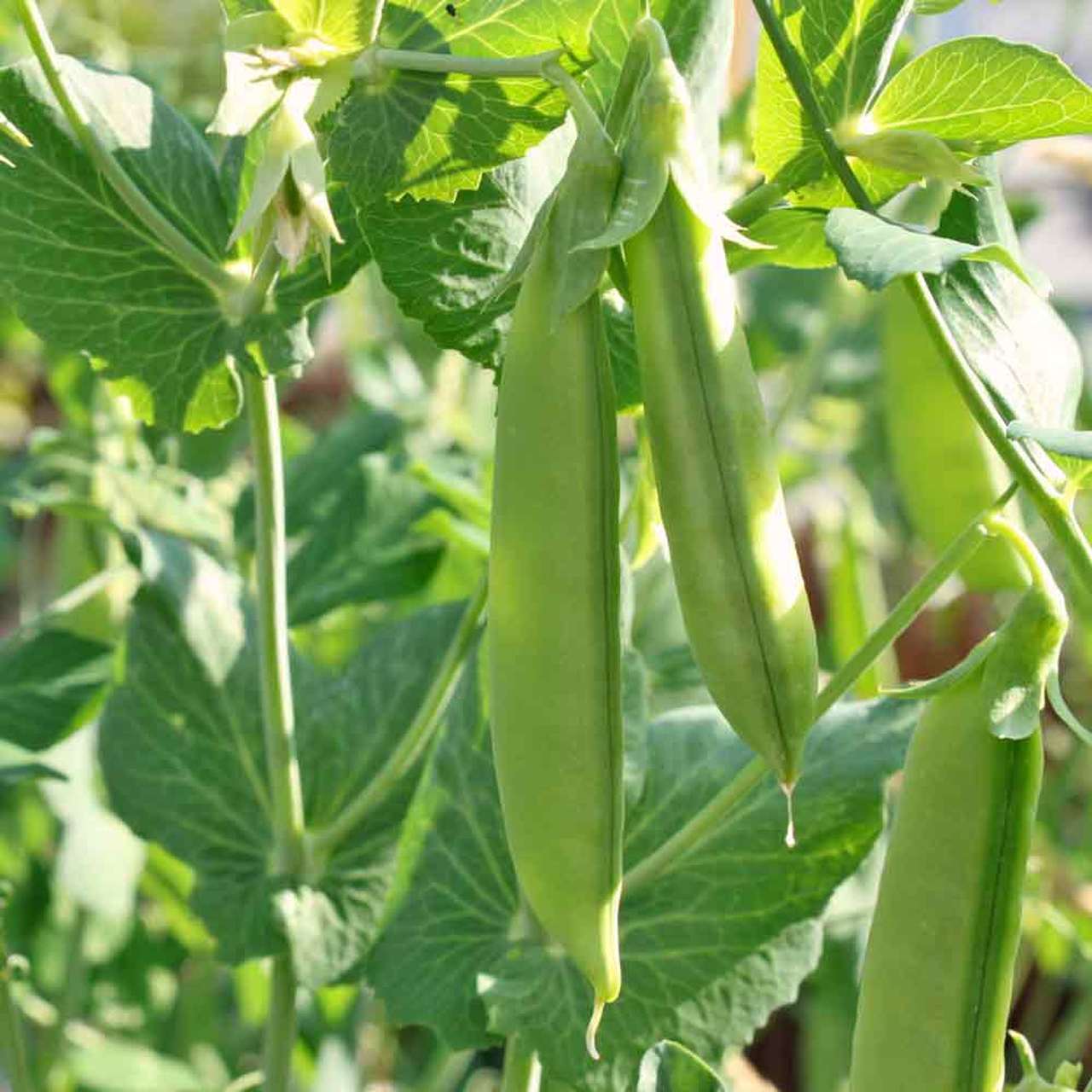 PEA 'Cascadia'