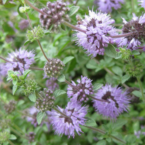 PENNYROYAL --Mentha pulegium--