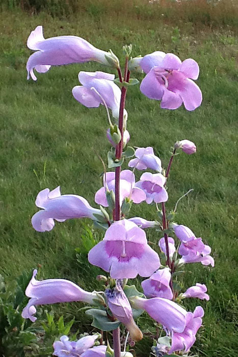Penstemon grandiflorus --Large-Flowered Beardtongue--