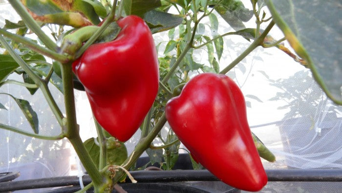 PEPPER 'Apple Sweet'