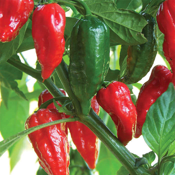 PEPPER 'Bhut Jolokia Ghost'