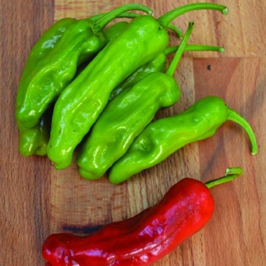 PEPPER 'Pepperoncini'