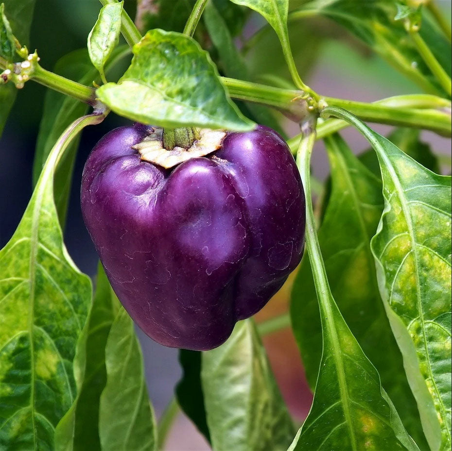 PEPPER 'Purple Beauty Bell'