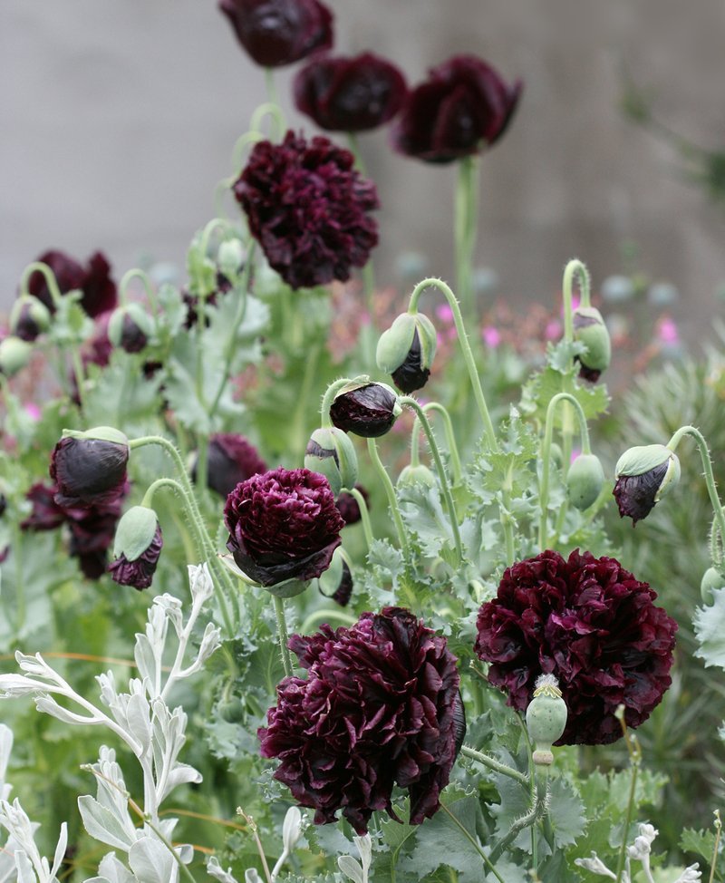 POPPY 'Black Peony'