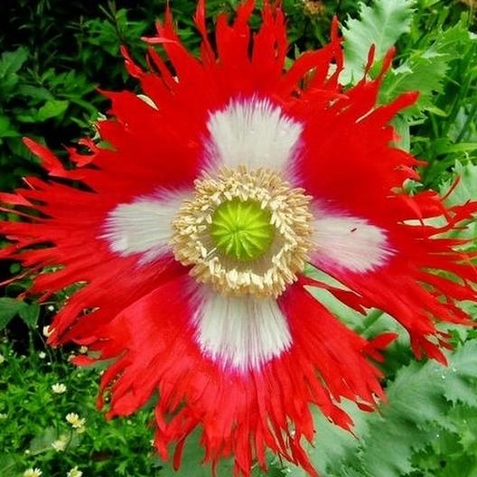POPPY 'Danish Flag'