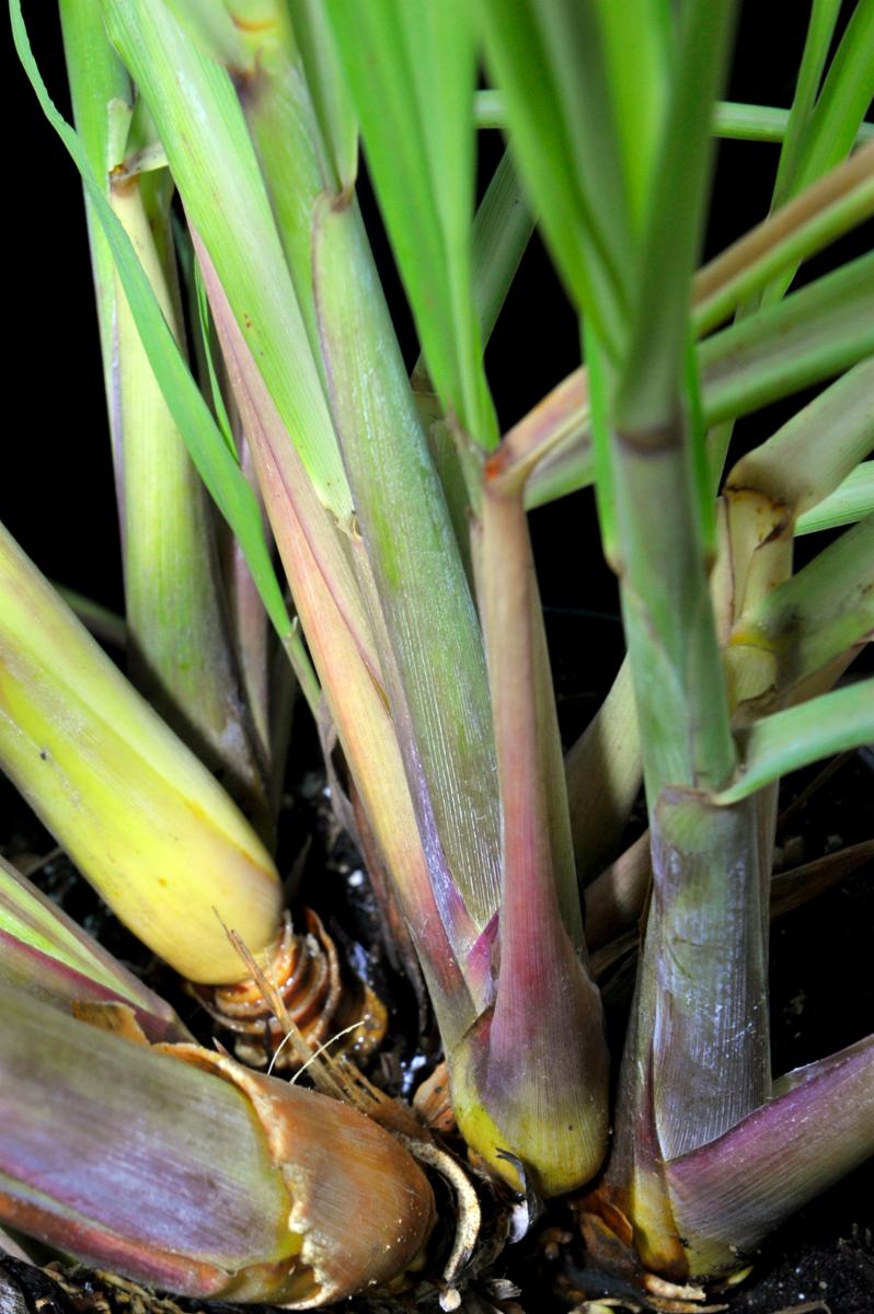 LEMONGRASS 'Citratus' --Cymbopogon citratus--