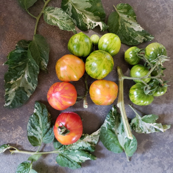 TOMATO 'Painted Lady'