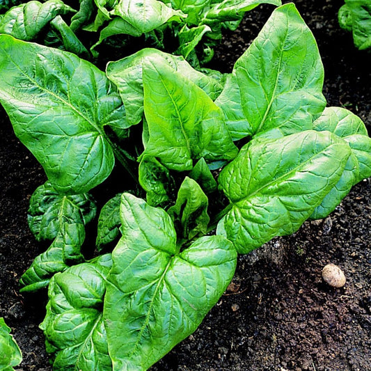 SPINACH 'Palco'