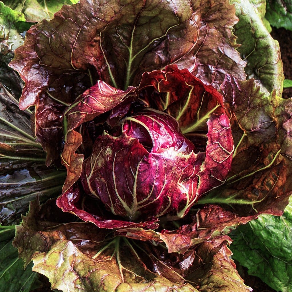 RADICCHIO 'Palla Rossa'