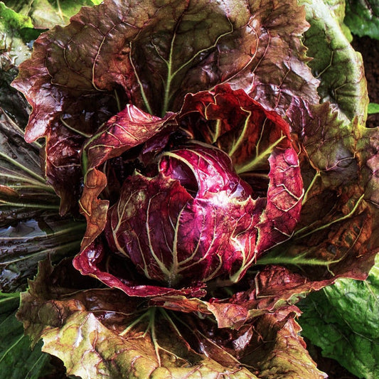 RADICCHIO 'Palla Rossa'