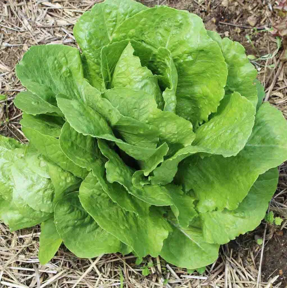 LETTUCE 'Parris Island Cos'