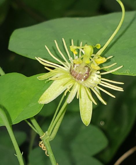 PASSIONFLOWER 'Native Yellow' --Passiflora lutea--