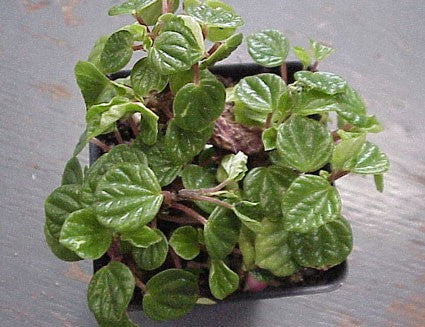 Peperomia meridana --Crazy Quilt Peperomia--
