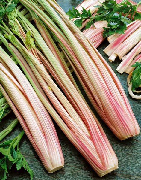 CELERY 'Peppermint Stick'