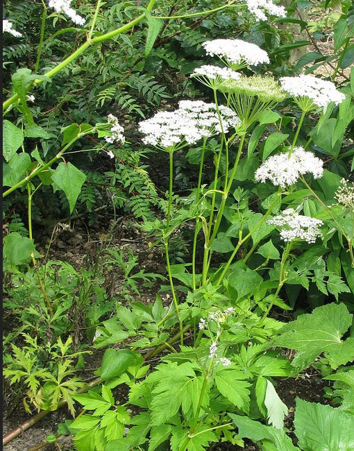 CELERY 'Perennial Korean' --Dystaenia takesimana--