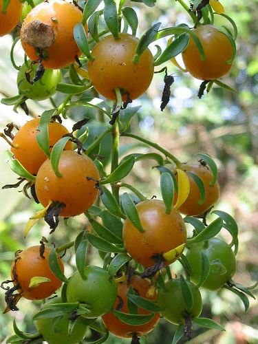 GOOSEBERRY 'Barbados' --Pereskia aculeata 'Godseffiana'--