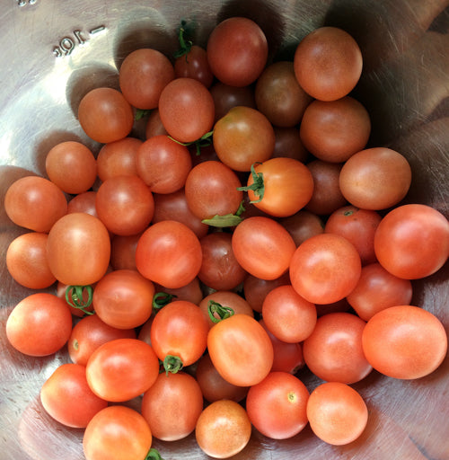 TOMATO 'Pink Princess'