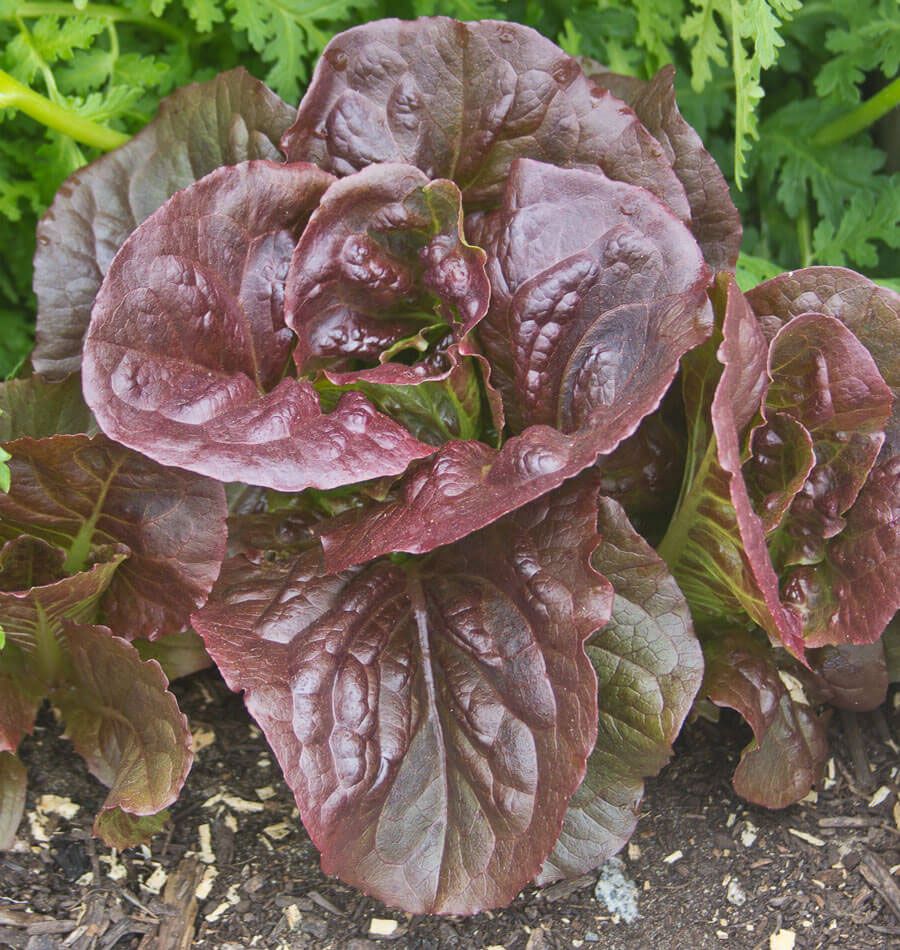 LETTUCE 'Pomegranate Crunch'