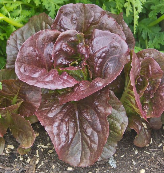 LETTUCE 'Pomegranate Crunch'