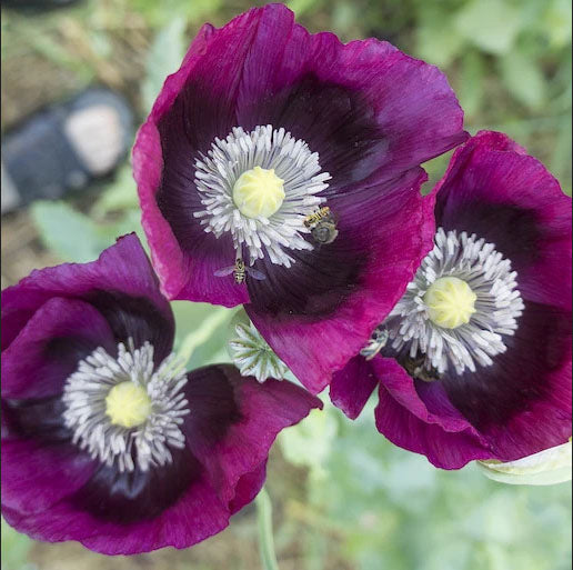 POPPY 'Lauren's Grape'