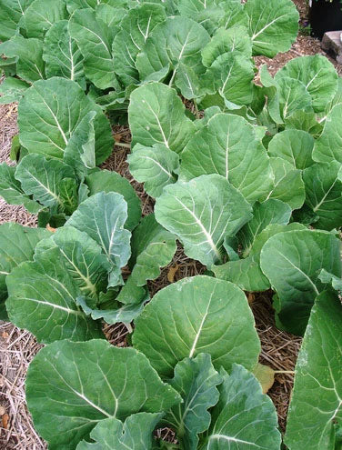 KALE 'Portuguese'