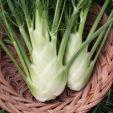 FENNEL 'Preludio' --Foeniculum vulgare--