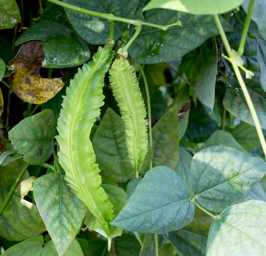 BEAN 'Winged' --Psophocarpus tetragonolobus--